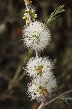 Image of Melaleuca acutifolia (Benth.) Craven & Lepschi