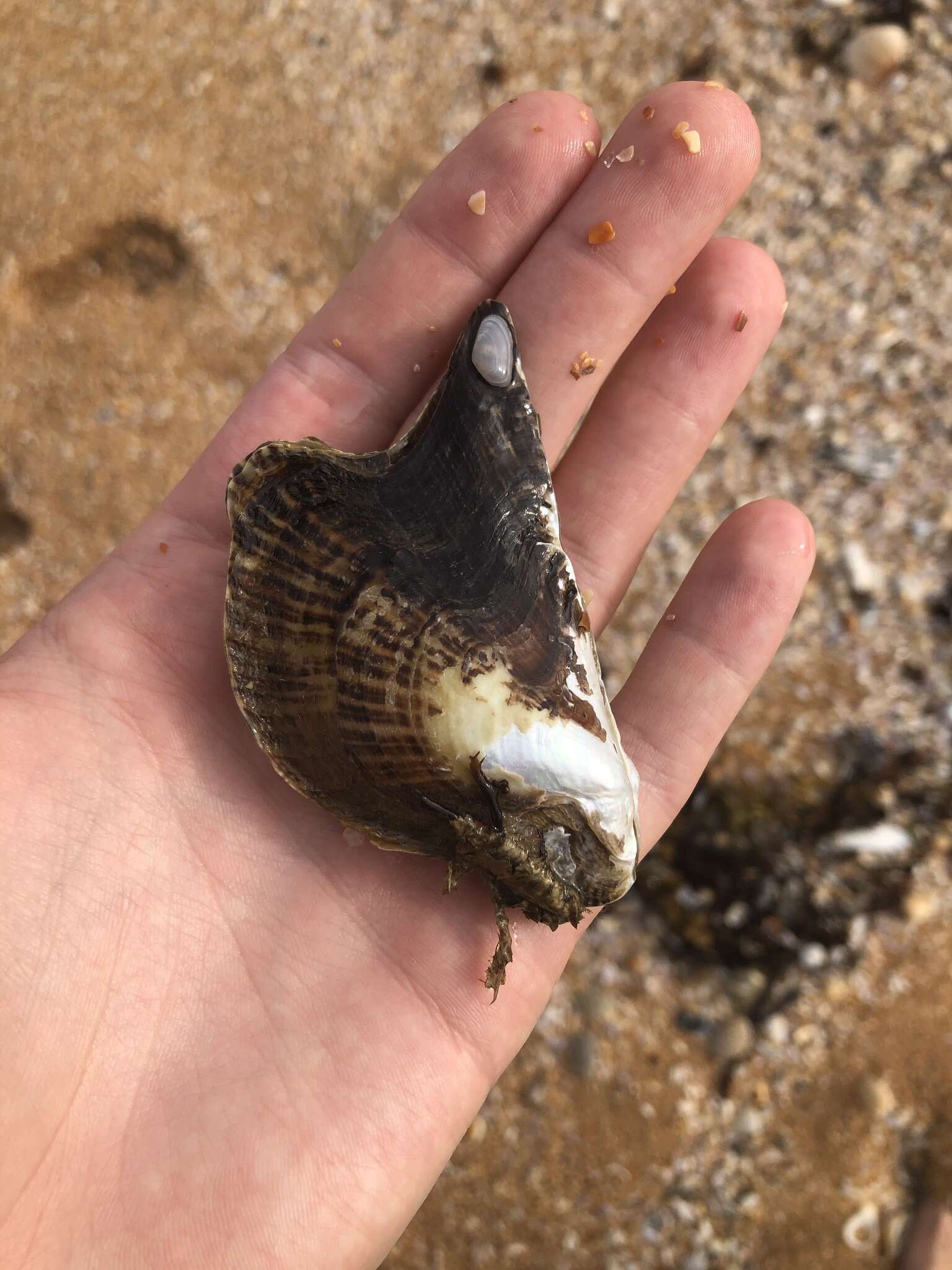 Image of Atlantic wing-oyster