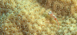 Image of Seafan blenny