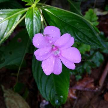 Image of Broad-petaled Balsam