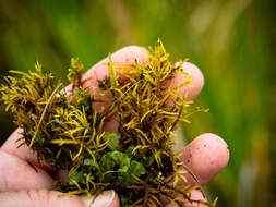 Image of helodium moss