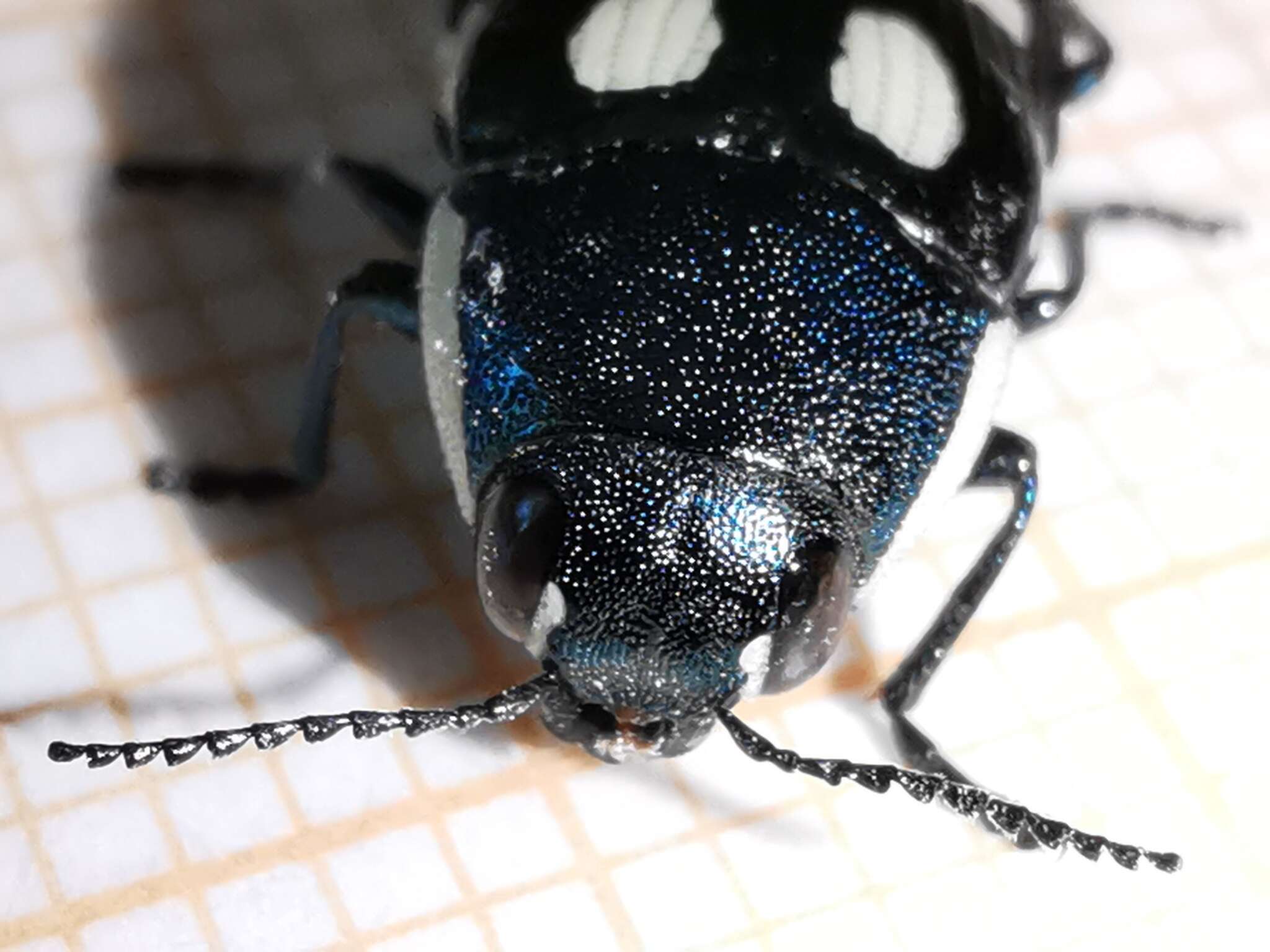 Image of eight-spotted Buprestis