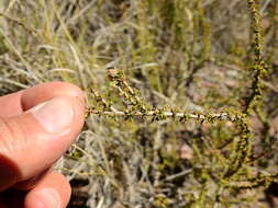 Image of Acantholippia