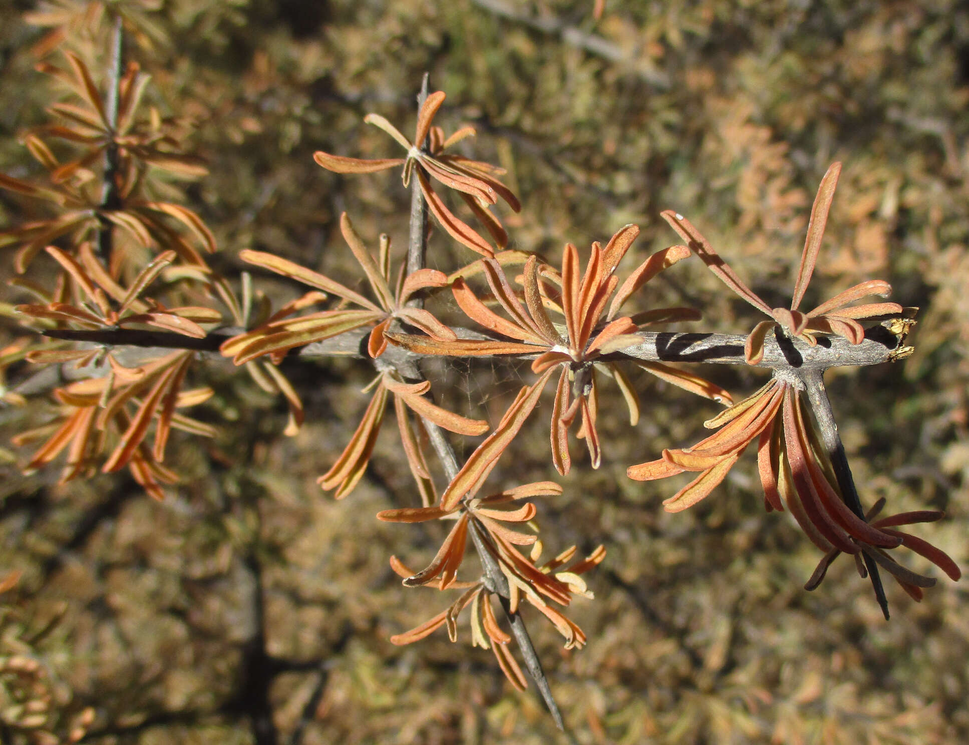 Imagem de Rhigozum brevispinosum Kuntze