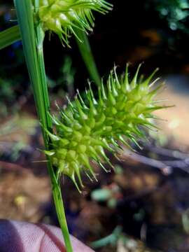 Image of shallow sedge