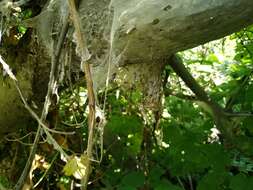 Image of Bird-cherry Ermine