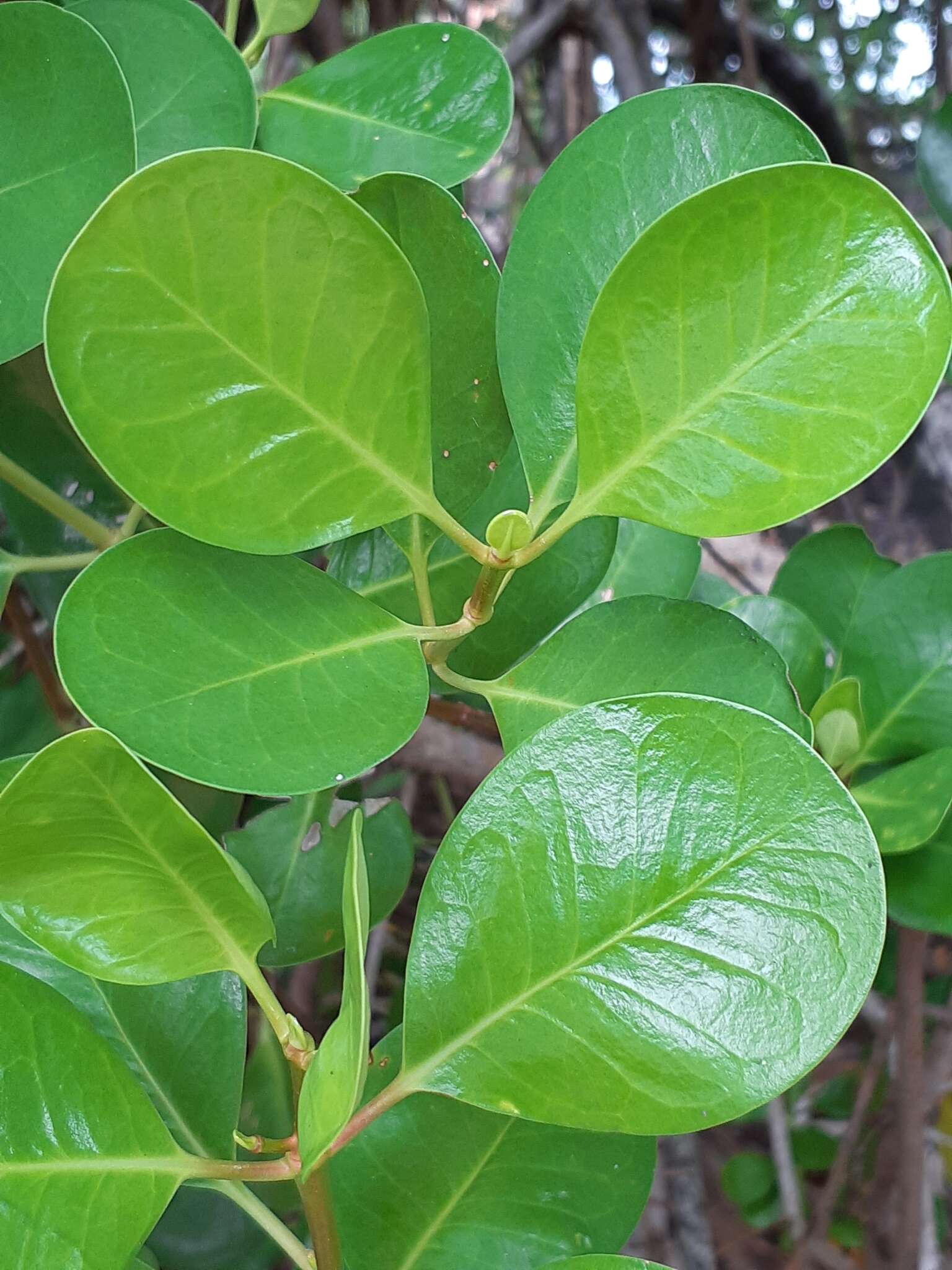 Image of yamstick mangrove