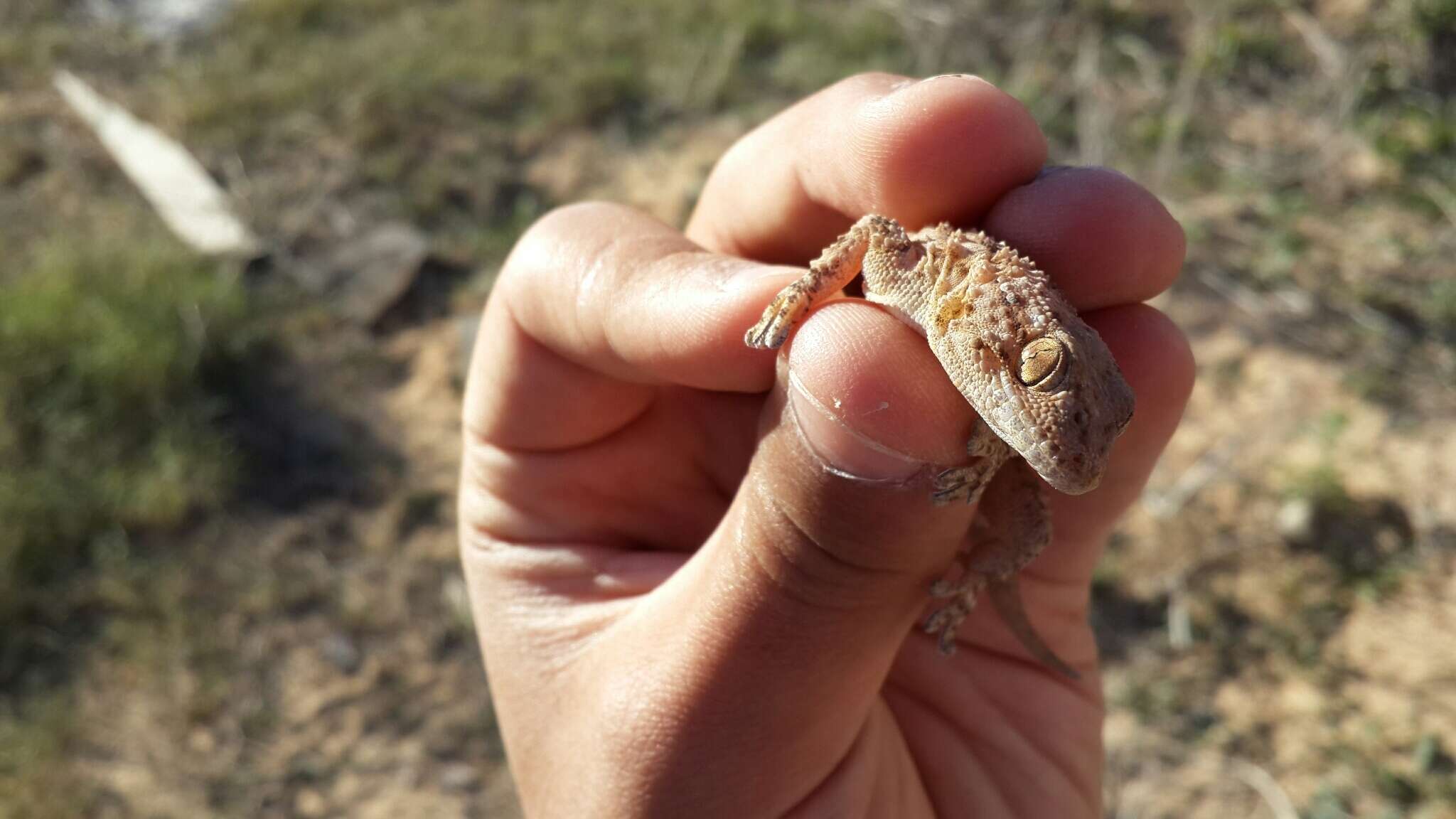 Tarentola fascicularis (Daudin 1802) resmi