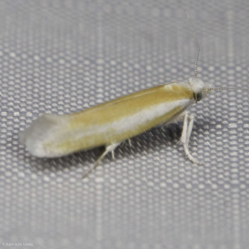 Image of Pine Needle Sheathminer Moth