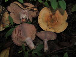 Image of Lactarius rubrilacteus Hesler & A. H. Sm. 1979