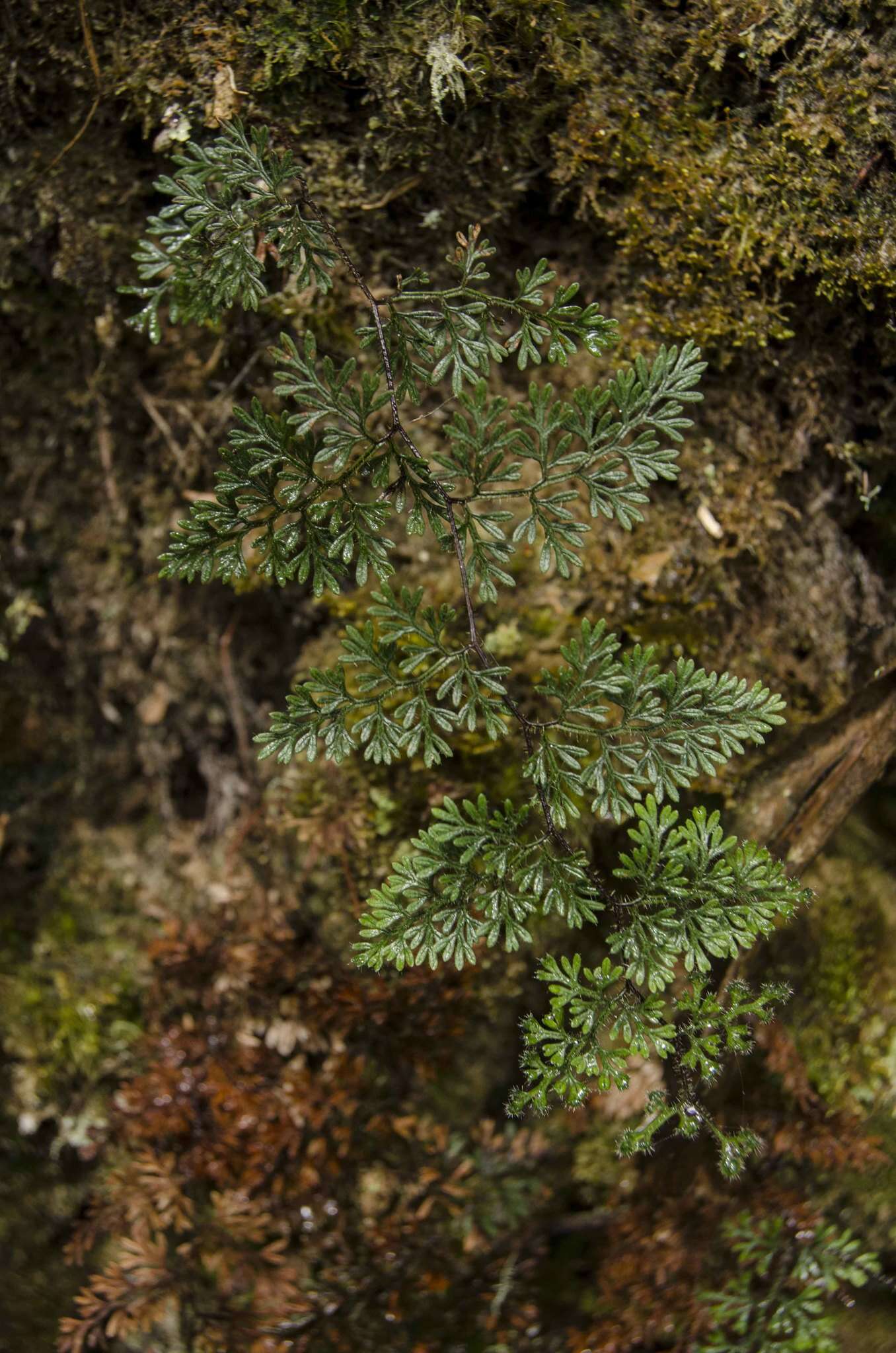 Sivun Jamesonia flexuosa (Humb. & Bonpl.) Christenh. kuva