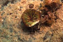 Image of Large polyp hard coral