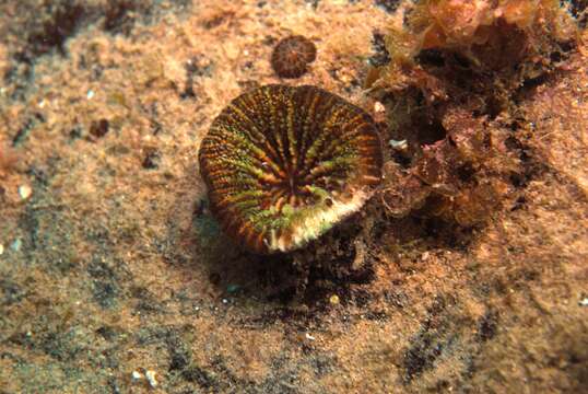 Image of Large polyp hard coral