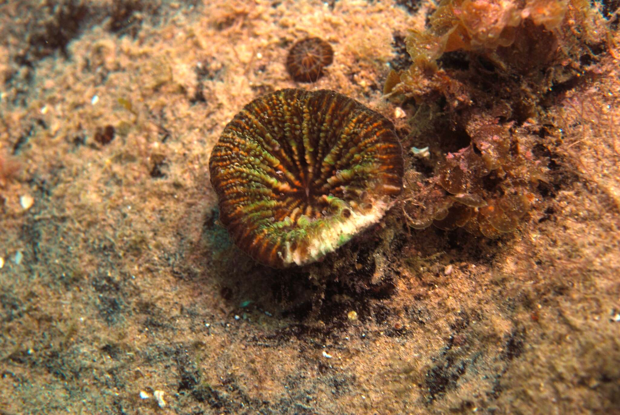 Image of Large polyp hard coral