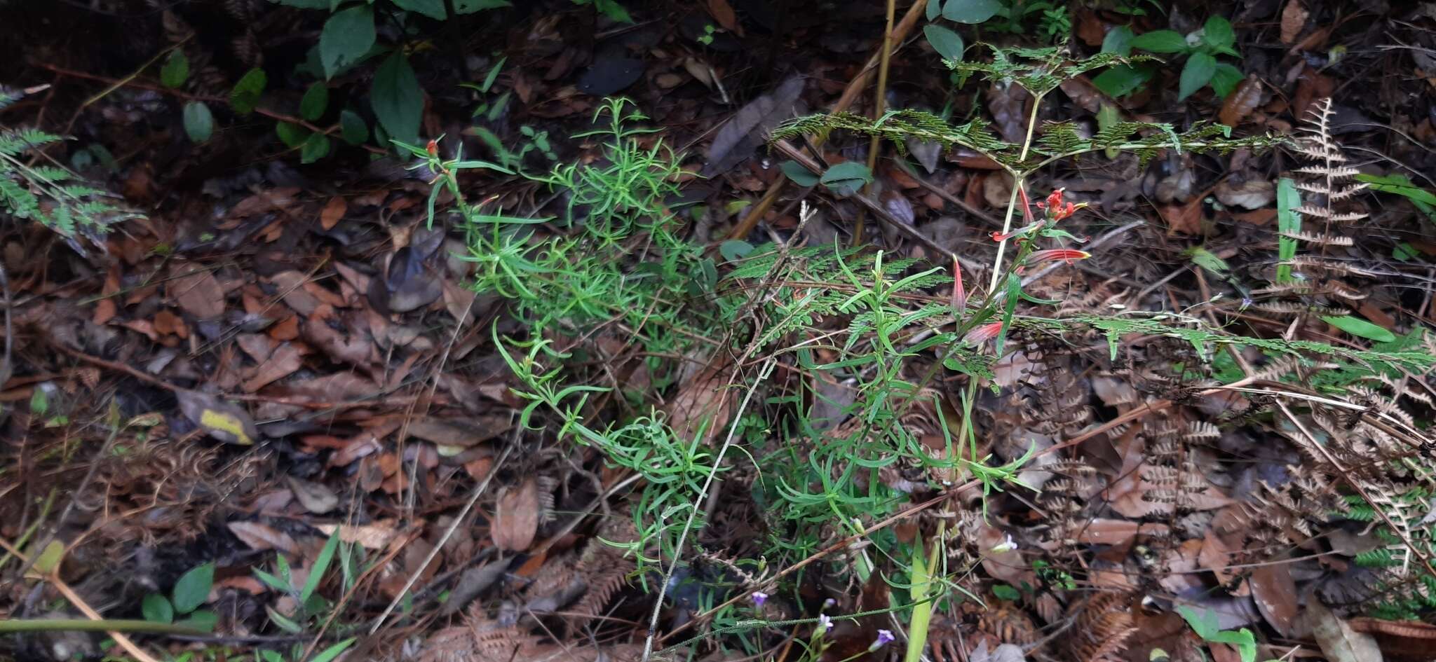 Слика од Castilleja integrifolia L. fil.