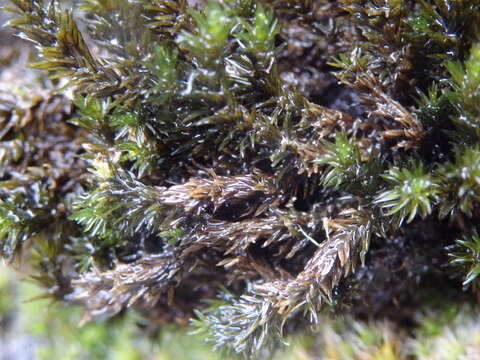 Image of racomitrium moss