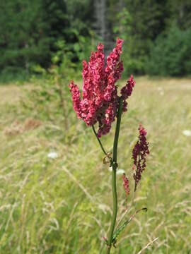 Image of Common Sorrel