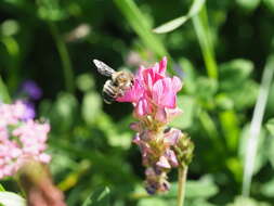 Image of Megachile analis Nylander 1852