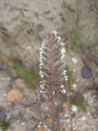 Image of Tribolium uniolae (L. fil.) Renvoize