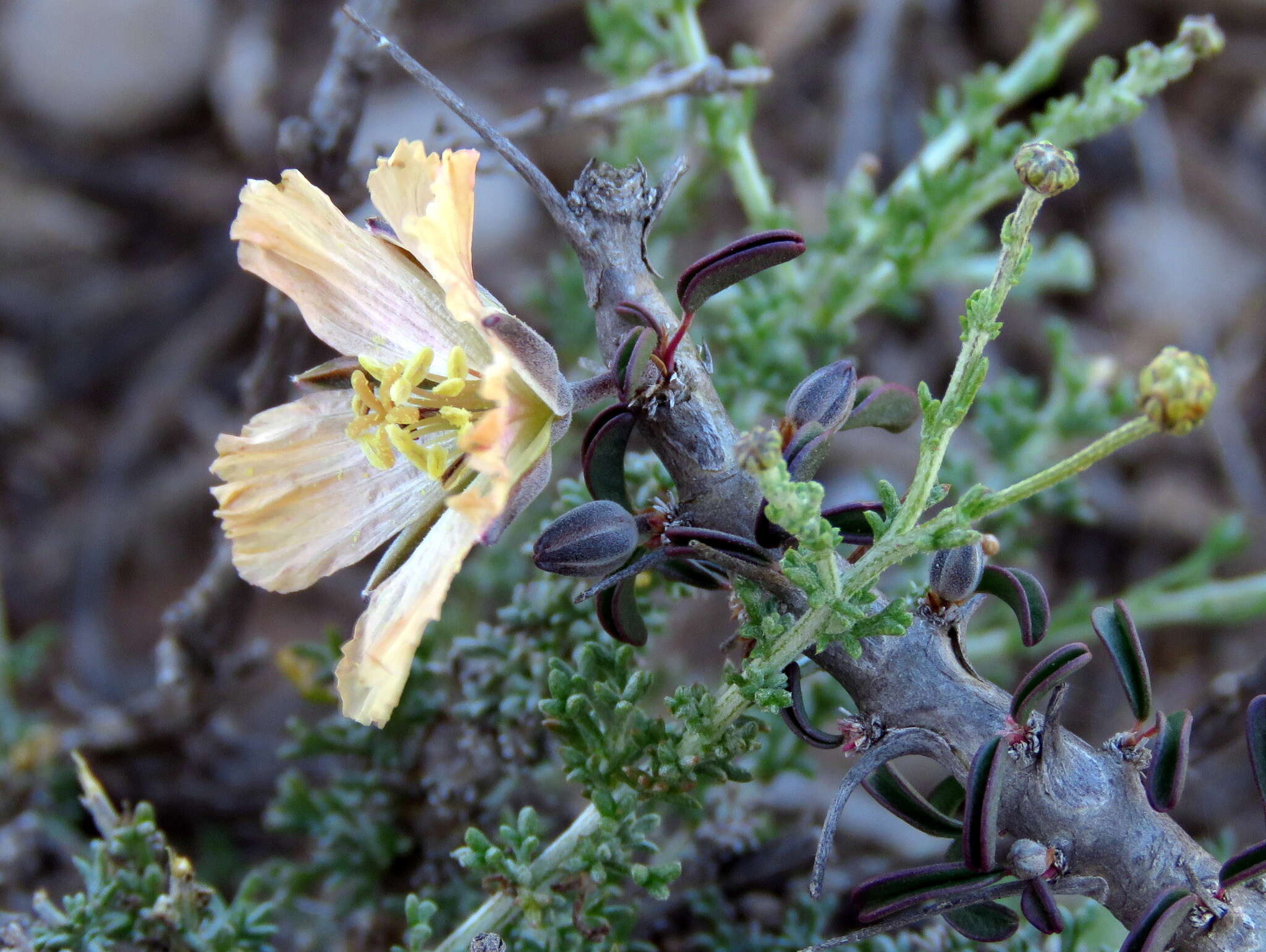 Image of Monsonia salmoniflora (Moffett) F. Albers