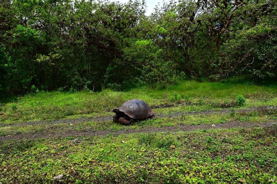 Image of Abingdon Island Giant Tortoise