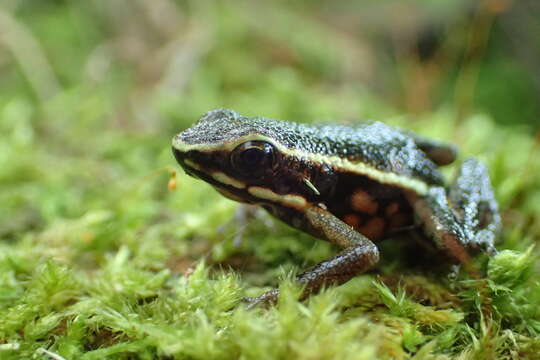 Image of Ameerega rubriventris (Lötters, Debold, Henle, Glaw & Kneller 1997)