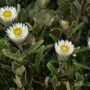 Xerochrysum papillosum (Labill.) R. J. Bayer resmi