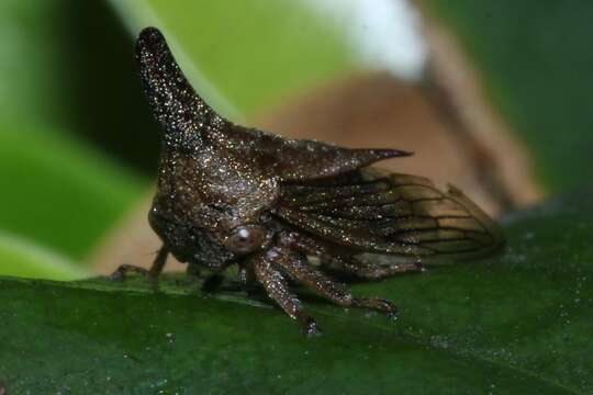 Image of Lantana Treehopper