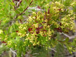 Image de Galium buxifolium Greene