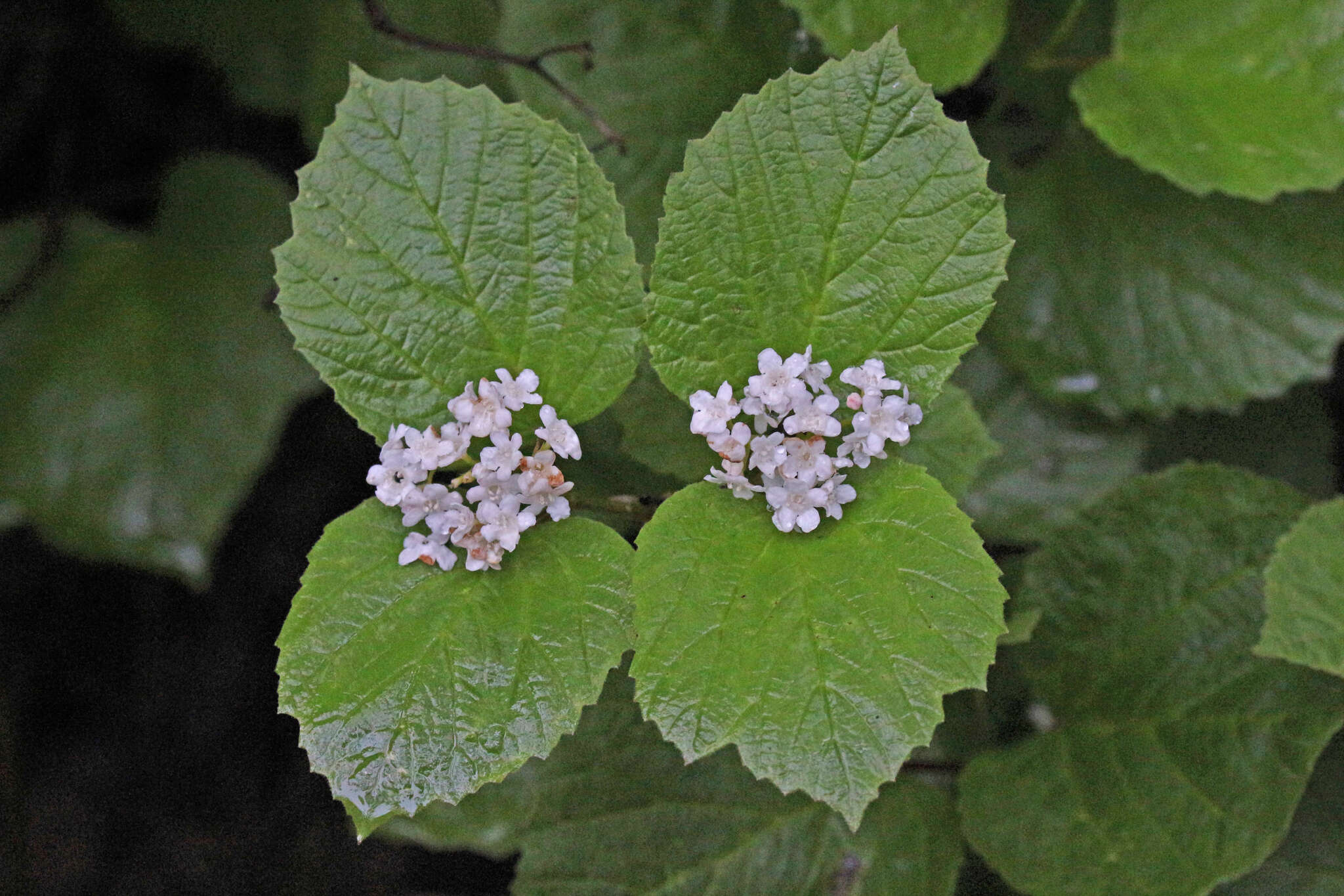 Sivun Viburnum edule (Michx.) Raf. kuva