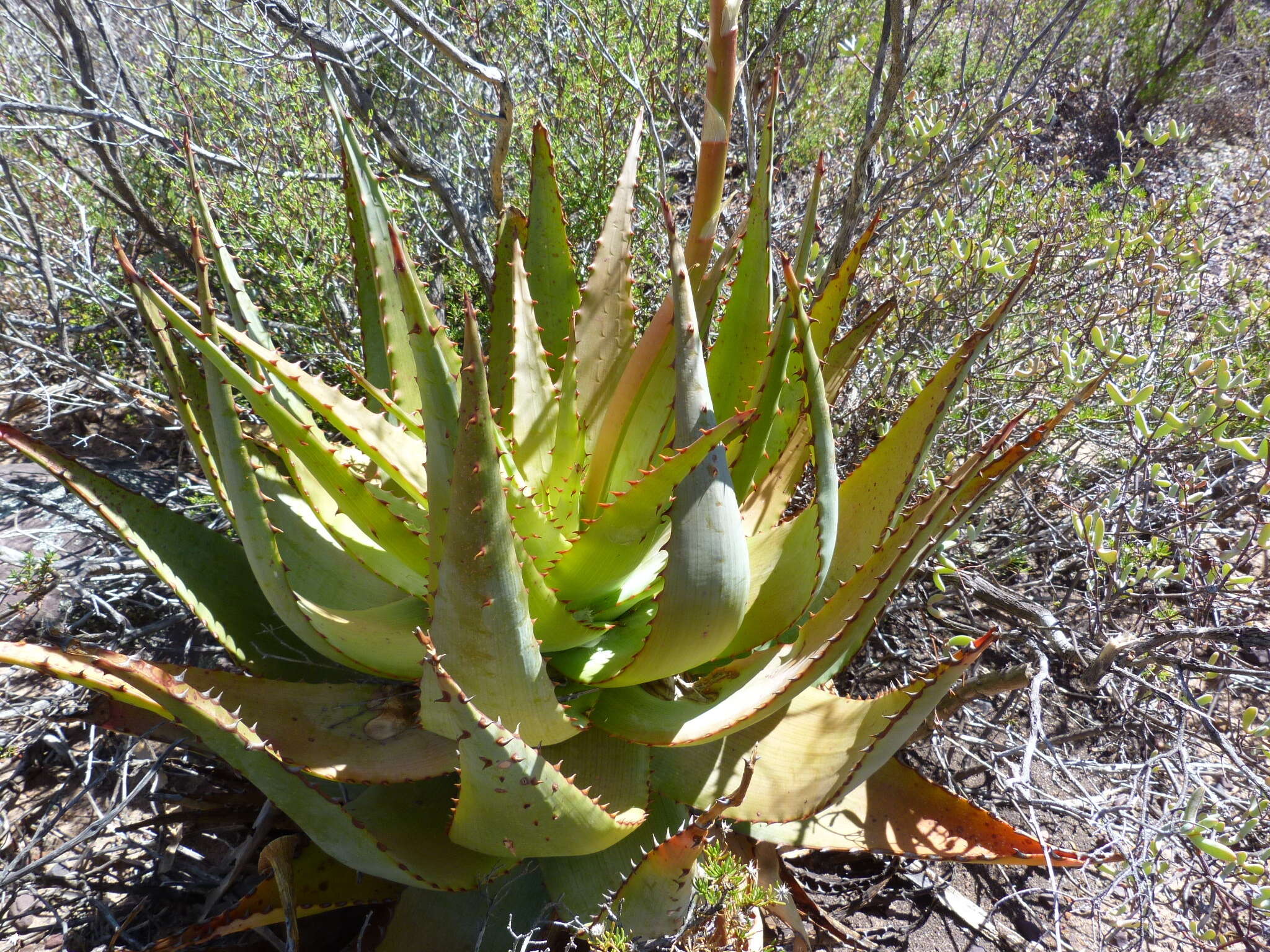 Plancia ëd Aloe glauca Mill.