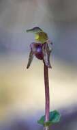 Image of Beech orchid