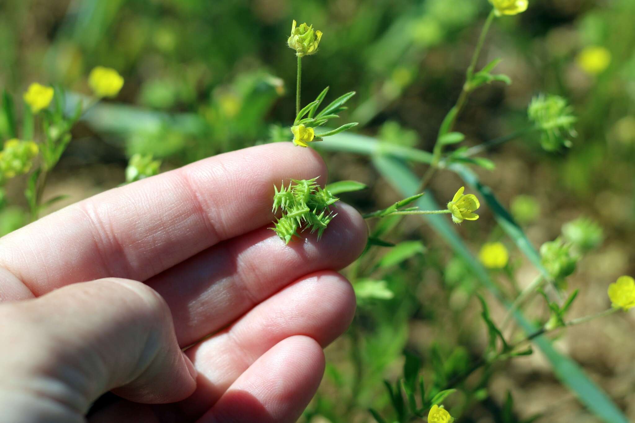 Image of corn buttercup