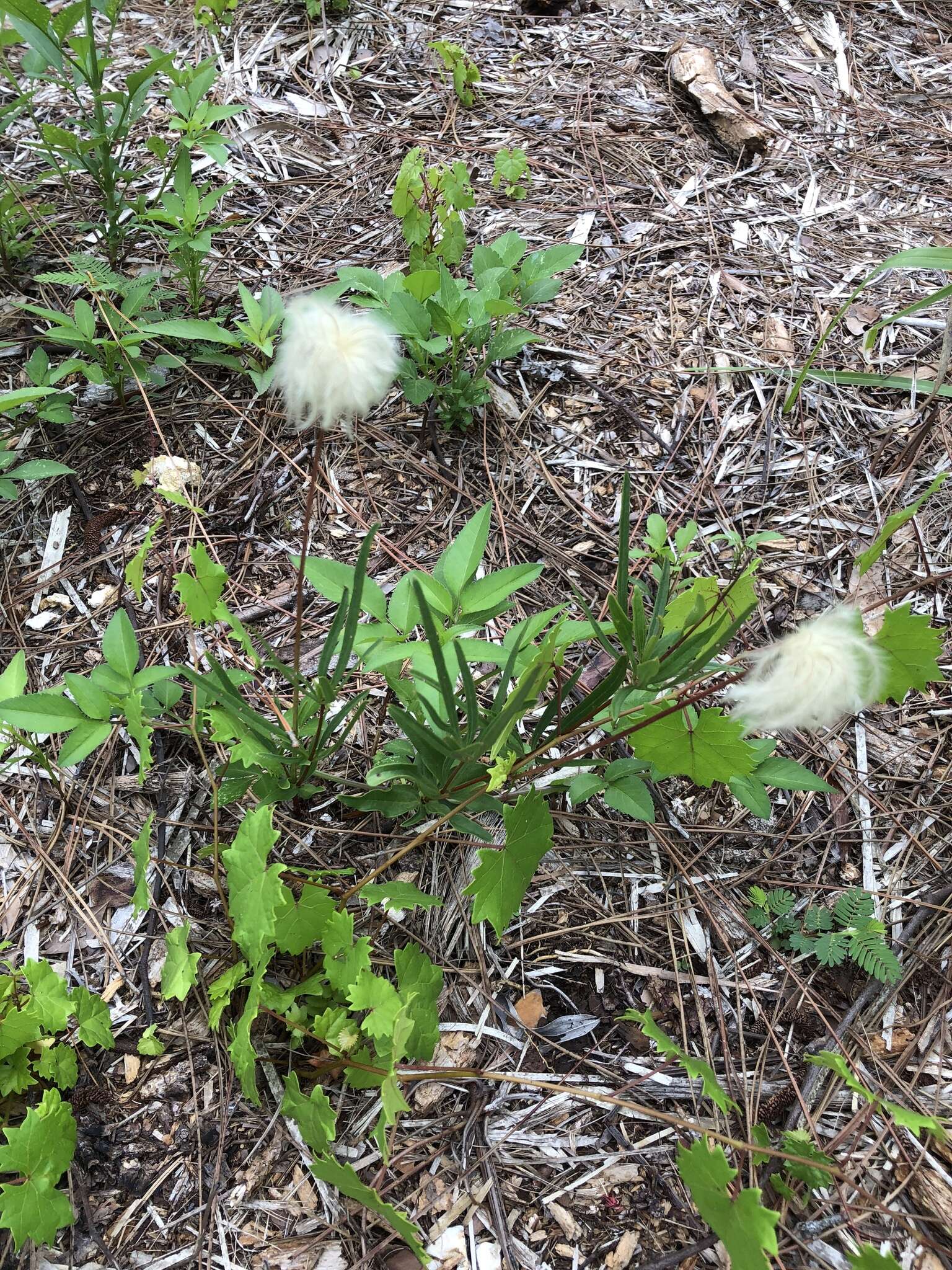 Image of Baldwin's Clematis