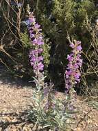 Image of handsome beardtongue