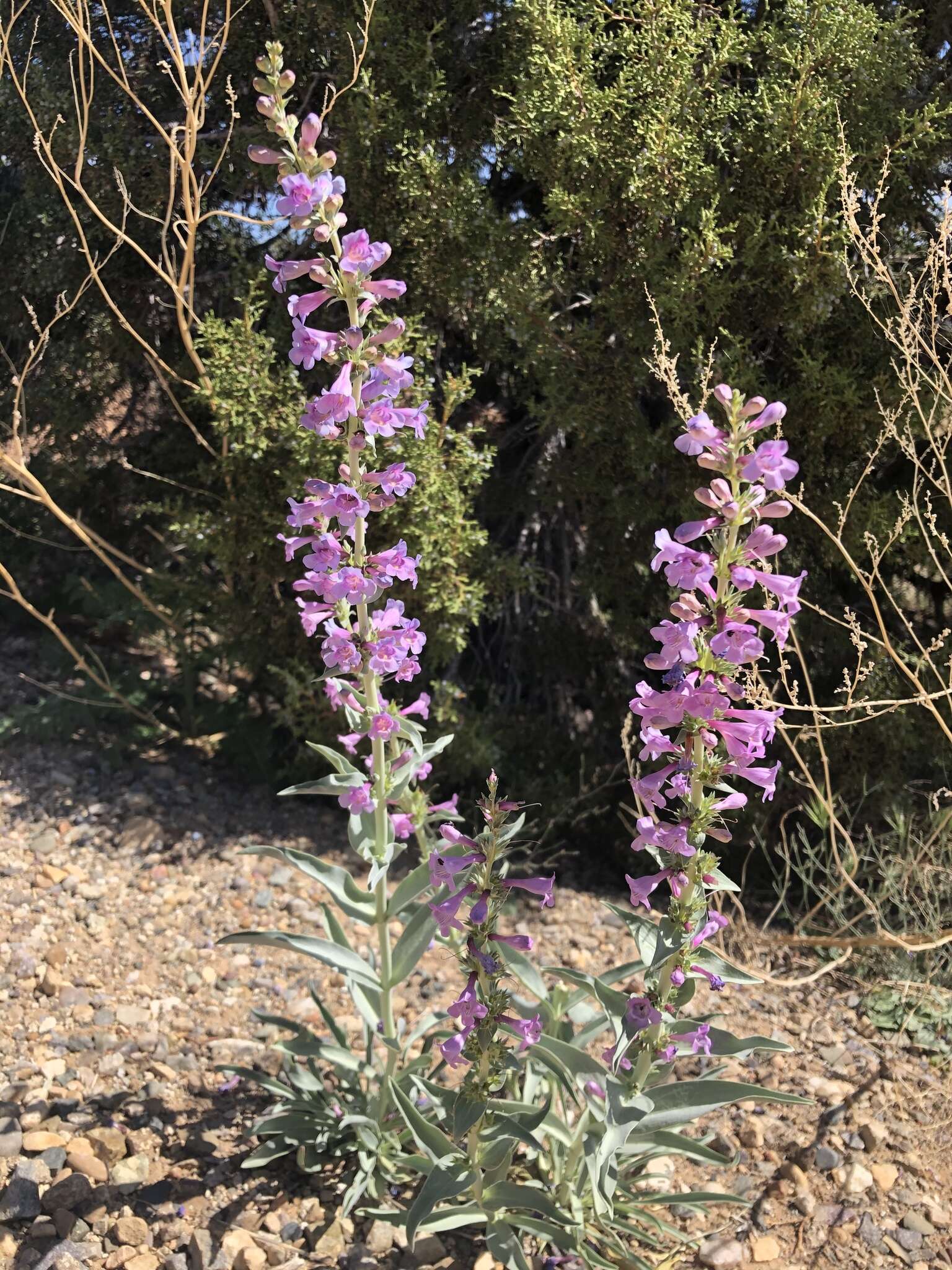 Image of handsome beardtongue