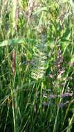 Image of Crested dogstail grass