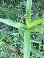 Image of swamp milkweed