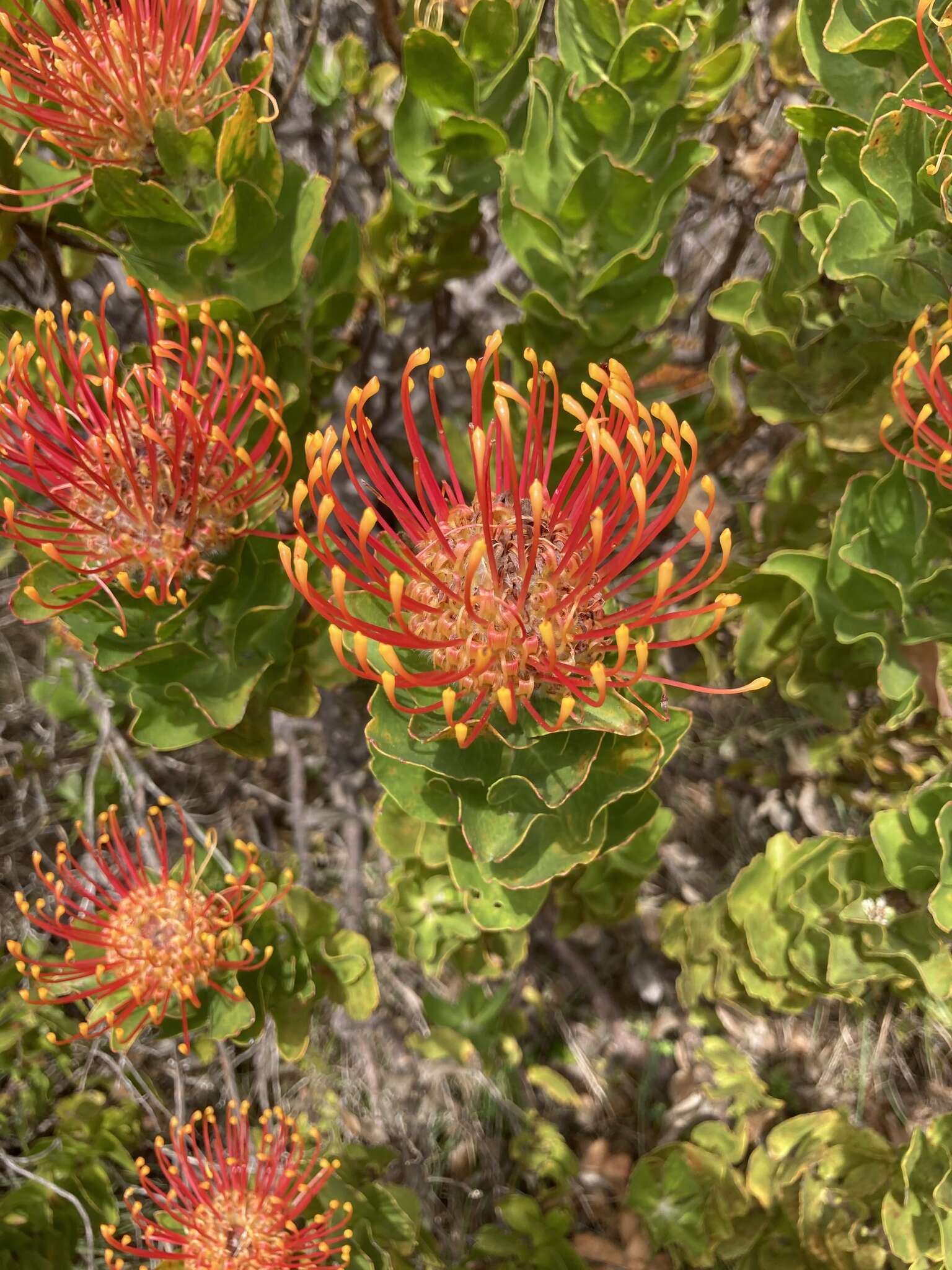 Image of Silveredge Pincushion