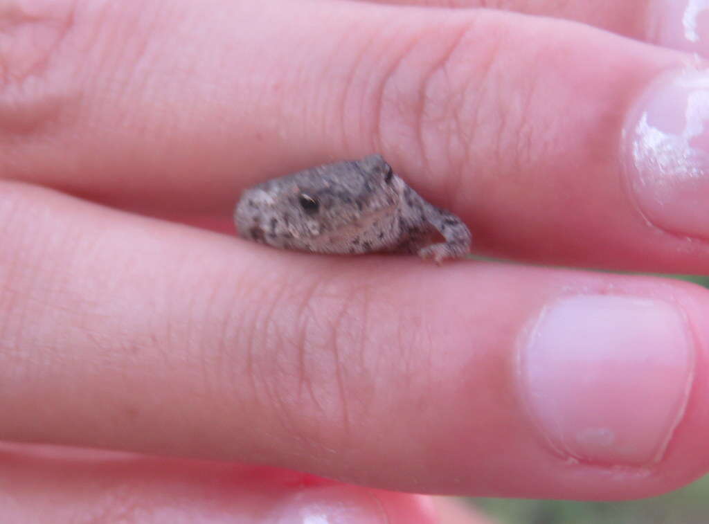 Rhinella bergi (Céspedez 2000) resmi