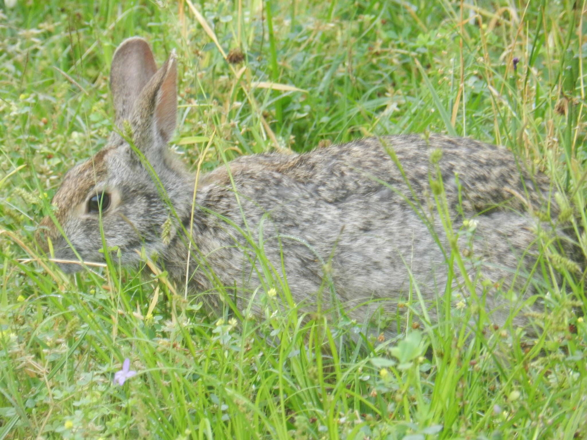 Image of Swamp Rabbit