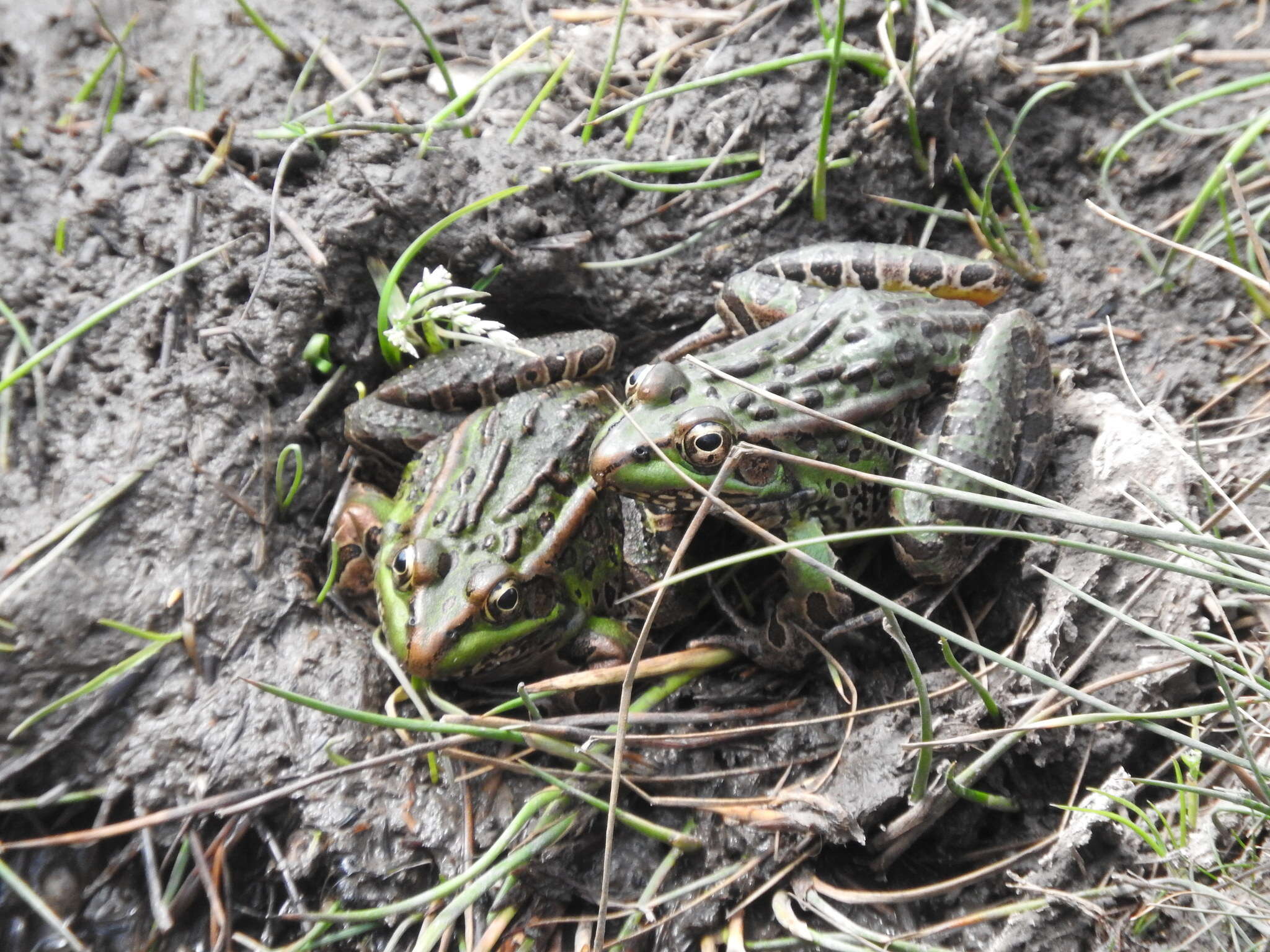 Image of Montezuma Leopard Frog