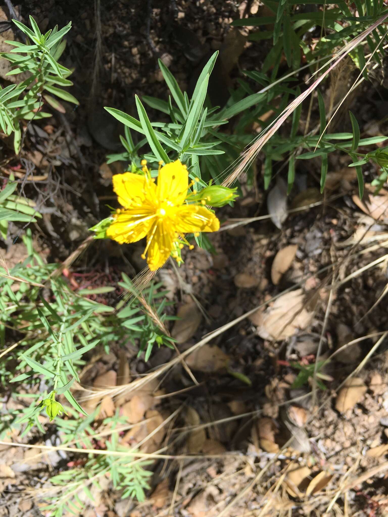 Image de Hypericum concinnum Benth.