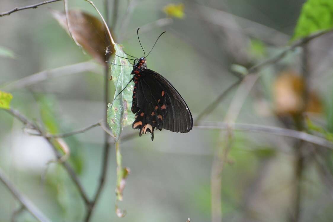 Image of Parides photinus (Doubleday 1844)