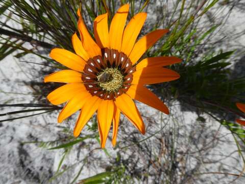 Imagem de Gazania pectinata (Thunb.) Hartweg