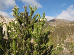 Image of Pointy Blombush