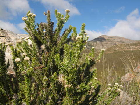 Image of Pointy Blombush