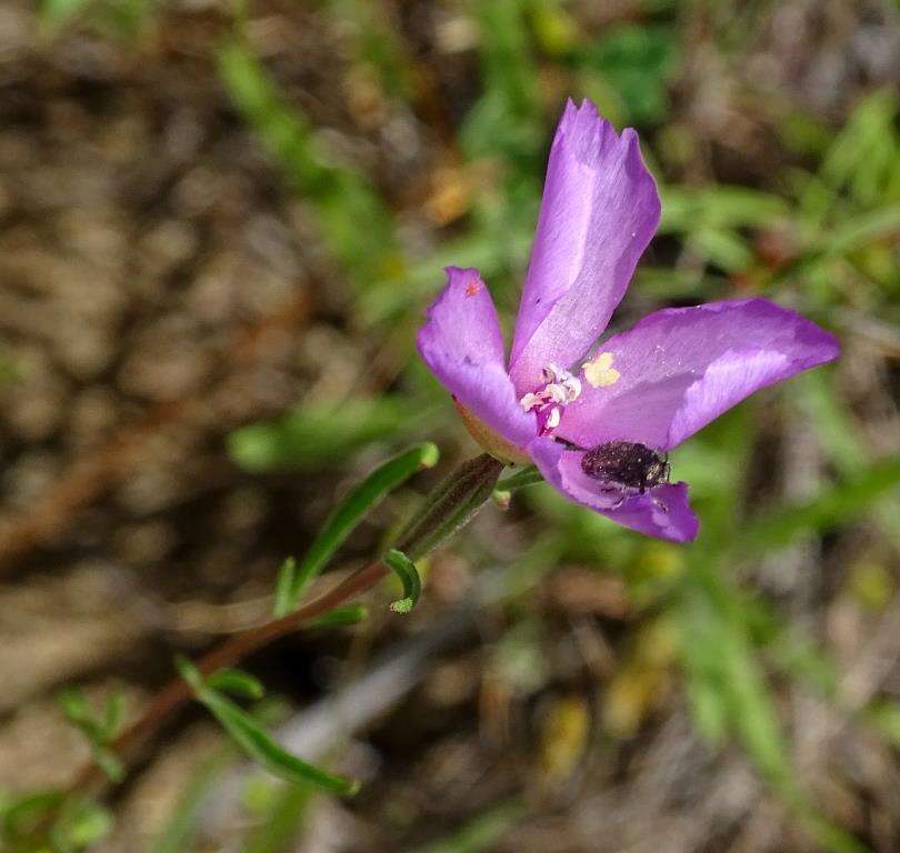 Imagem de Clarkia gracilis (Piper) A. Nels. & J. F. Macbr.