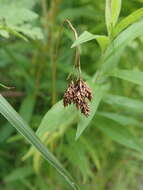 Image of scrabrous black sedge