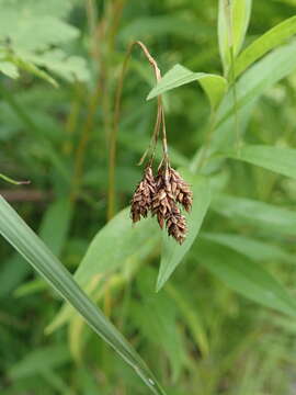 Image of scrabrous black sedge